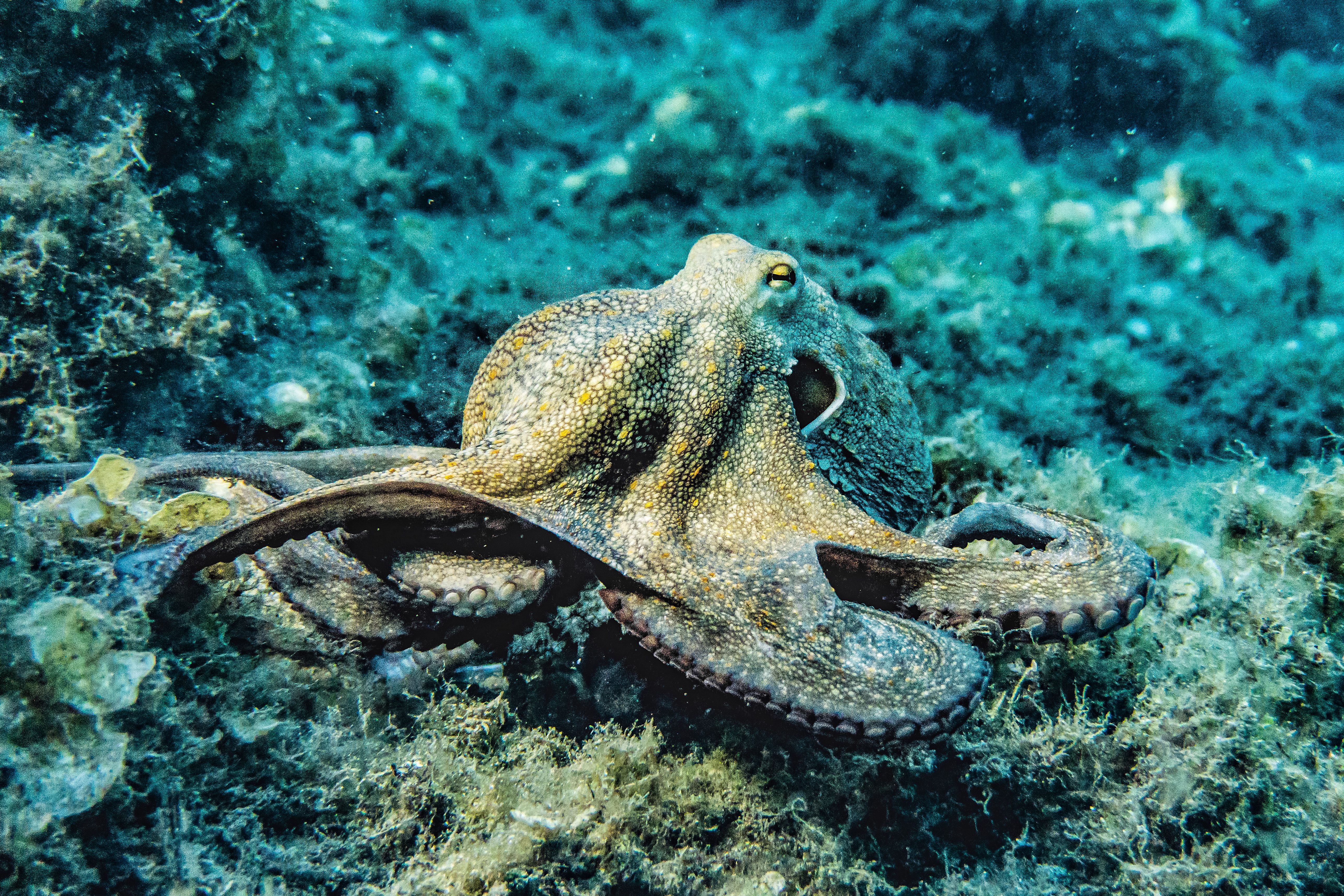 Octopus underwater